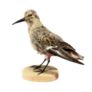 Bécasseau variable (Calidris alpina)